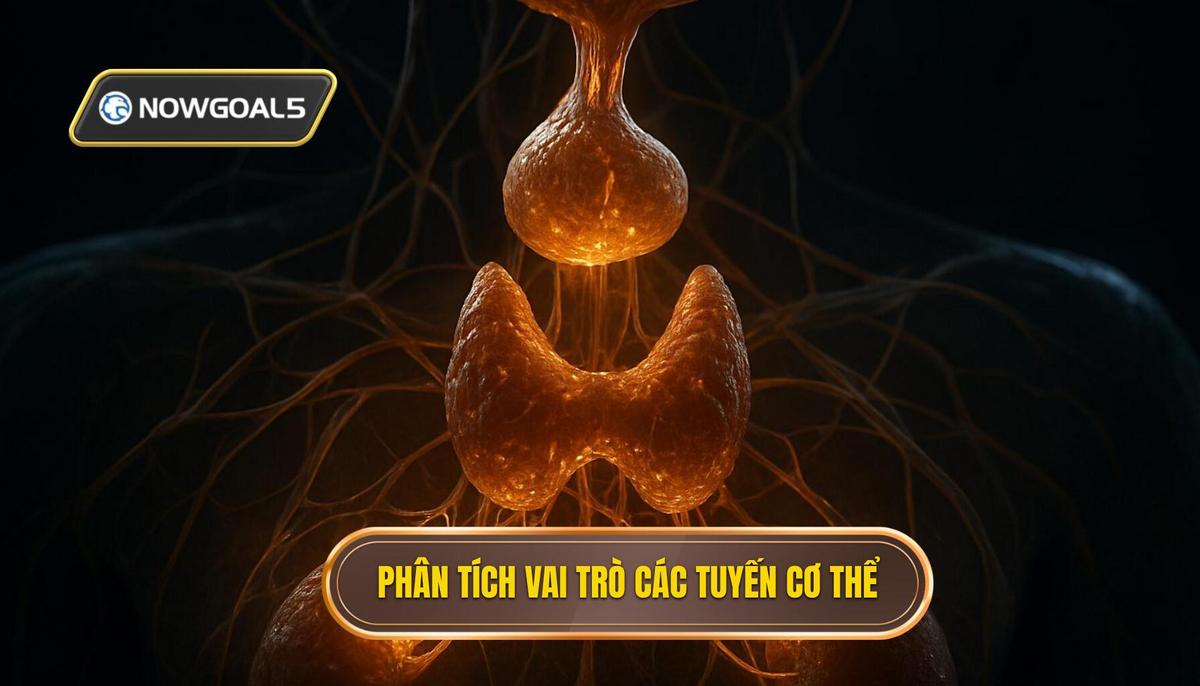 Phân tích Chuyên sâu Vai trò Các Tuyến
